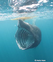 First time looking for Basking Sharks and after two hours... by Maria Munn 